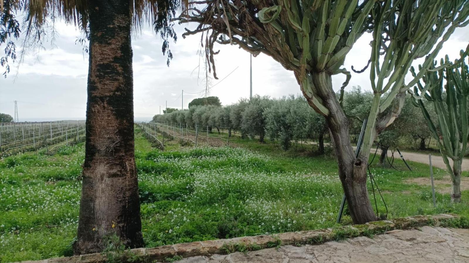 Casa Bouganville Villetta Tra Le Vigne E Il Mare Менфі Екстер'єр фото